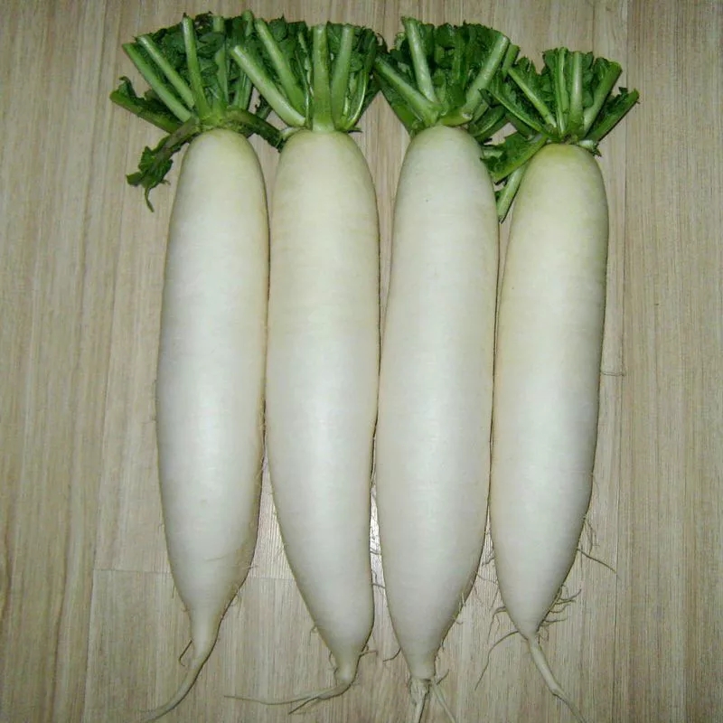 白萝卜种子澳洲九斤王特大萝卜种籽蔬菜种孑春不老萝卜不空心萝卜